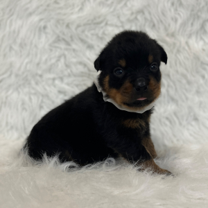 Rottweiler Puppy Diesel