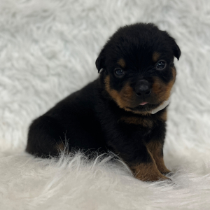 Rottweiler Puppy Diesel