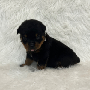 Rottweiler Puppy Diesel