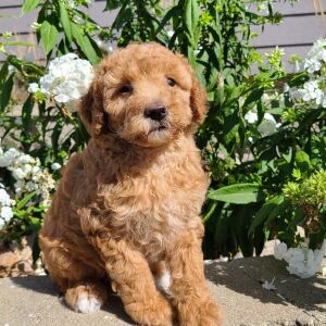 Aussiedoodle Puppy Heidi