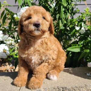 Aussiedoodle Puppy Heidi