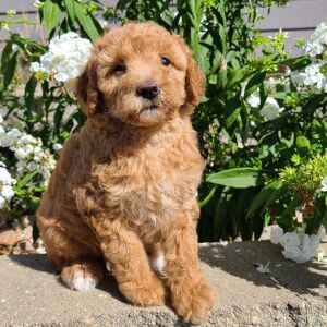 Aussiedoodle Puppy Heidi