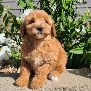 Aussiedoodle Puppy Heidi