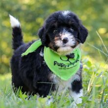 Bernedoodle Puppy Gumbo