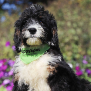 Bernedoodle Puppy Gumbo
