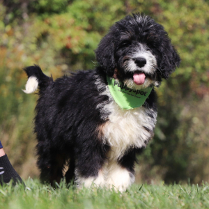 Bernedoodle Puppy Gumbo