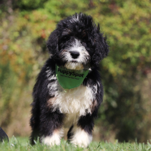 Bernedoodle Puppy Gumbo