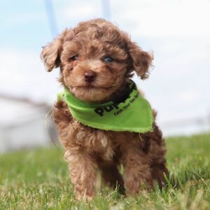 Havapoo Puppy Rand