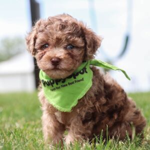 Havapoo Puppy Rand