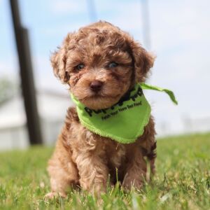 Havapoo Puppy Rand