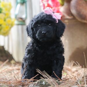 Poodle Puppy Isabelle