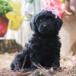 Poodle Puppy Isabelle