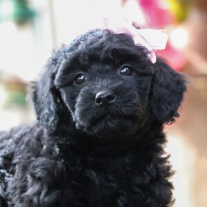 Poodle Puppy Isabelle