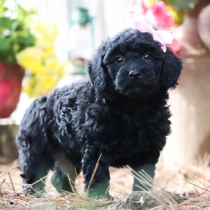 Poodle Puppy Isabelle