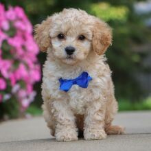Bichonpoo Puppy Hunter