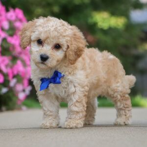 Bichonpoo Puppy Hunter