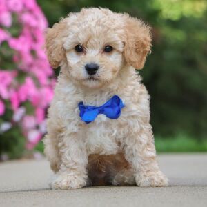 Bichonpoo Puppy Hunter