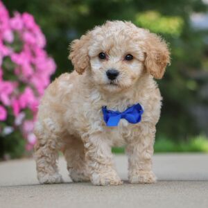 Bichonpoo Puppy Hunter