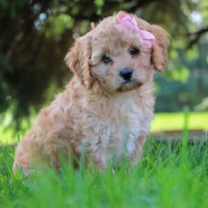Cavapoo Puppy Gwen