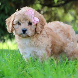 Cavapoo Puppy Gwen