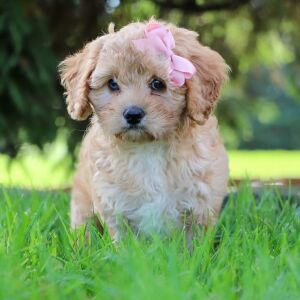 Cavapoo Puppy Gwen