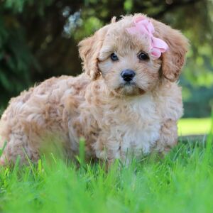 Cavapoo Puppy Gwen