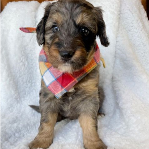 Bernedoodle Puppy Nation