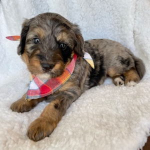 Bernedoodle Puppy Nation