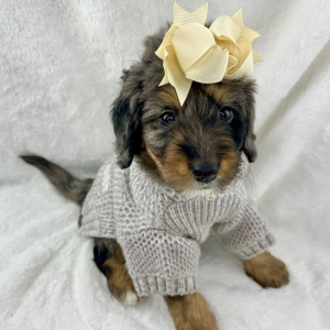 Bernedoodle Puppy Nation