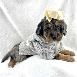 Bernedoodle Puppy Nation