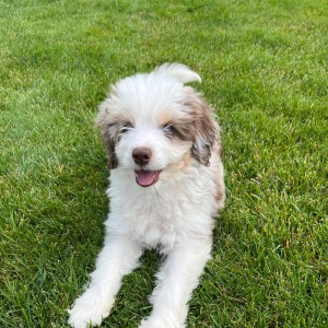 Aussiedoodle Puppy Cutie