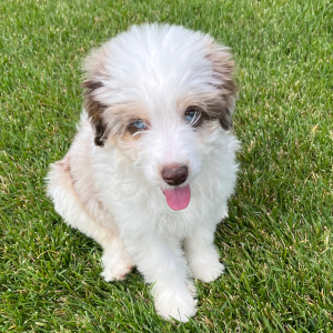 Aussiedoodle Puppy Cutie