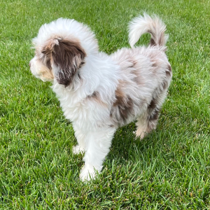 Aussiedoodle Puppy Cutie