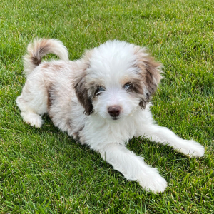 Aussiedoodle Puppy Cutie