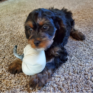 Cavapoo Puppy Goose