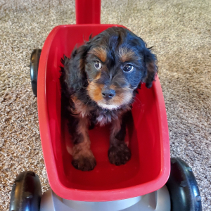 Cavapoo Puppy Goose