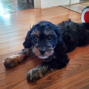 Cavapoo Puppy Goose
