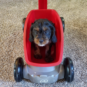 Cavapoo Puppy Goose