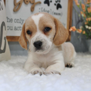 Beagle Puppy Willie