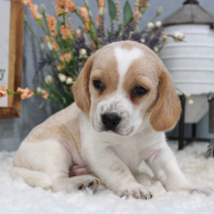 Beagle Puppy Willie