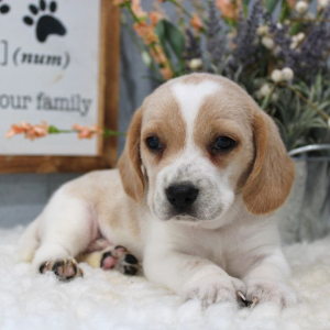 Beagle Puppy Willie