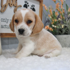 Beagle Puppy Willie
