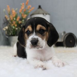 Beagle Puppy Rigley