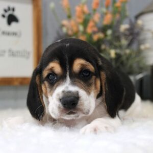 Beagle Puppy Rigley
