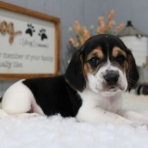 Beagle Puppy Rigley