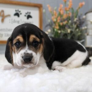 Beagle Puppy Rigley