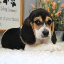 Beagle Puppy Rigley