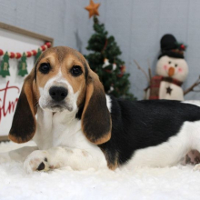 Beagle Puppy Rigley