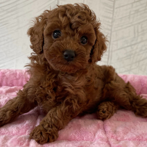 Poodle Puppy Rae