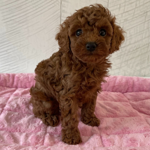 Poodle Puppy Rae